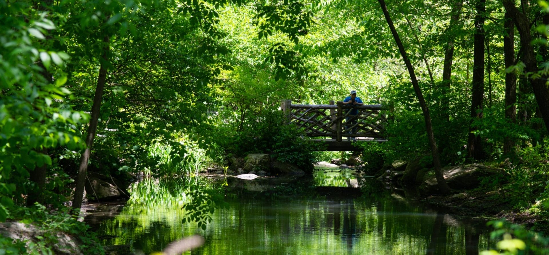 The North Woods