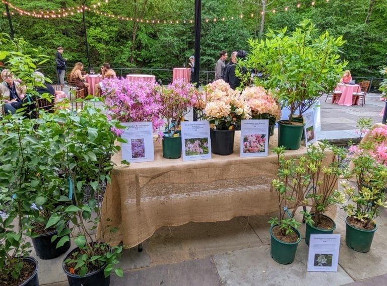 Easter Sunday at the New York: Spring Plant Sales