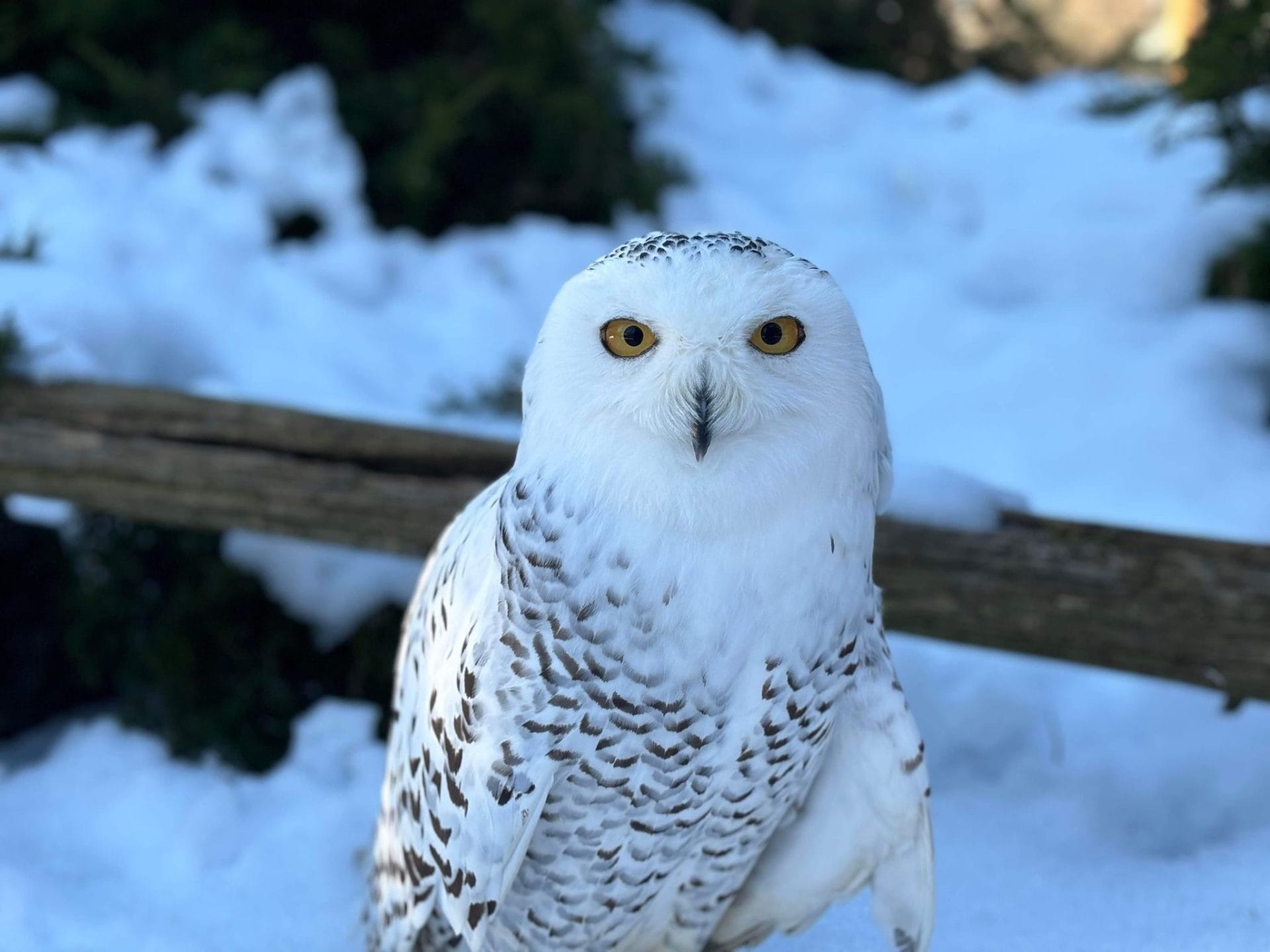 A snowy owl with striking yellow eyes and white feathers speckled with black sits in a wintery setting at Zoo New York. Snow-covered ground and a wooden fence are visible in the background, creating a serene and natural environment. This image is part of the blog post, Zoos, Museums, and Attractions Open on Easter in New York City.