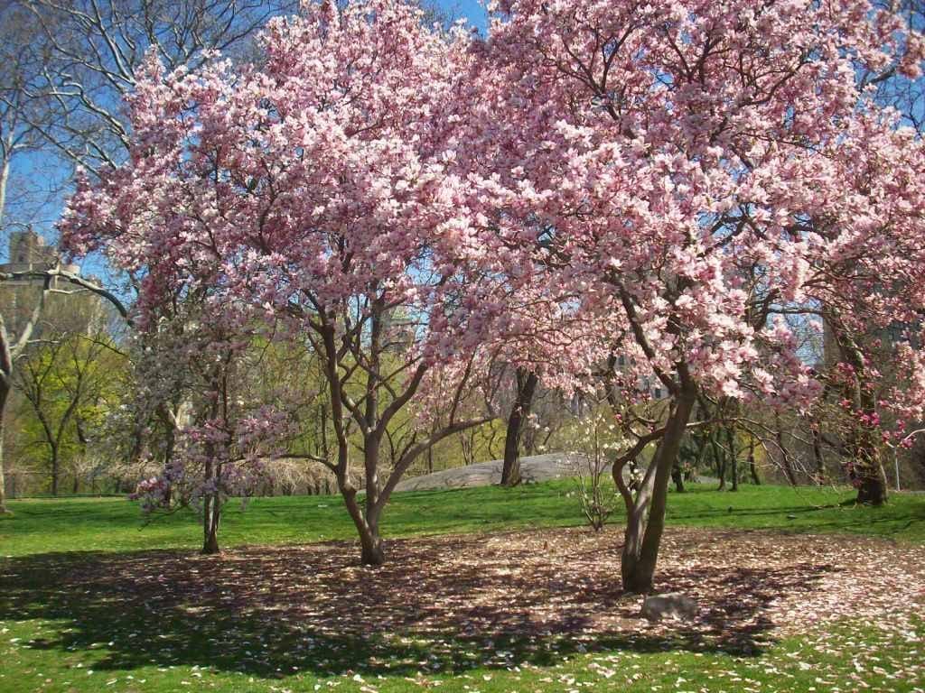 Cherry Blossoms Central Park