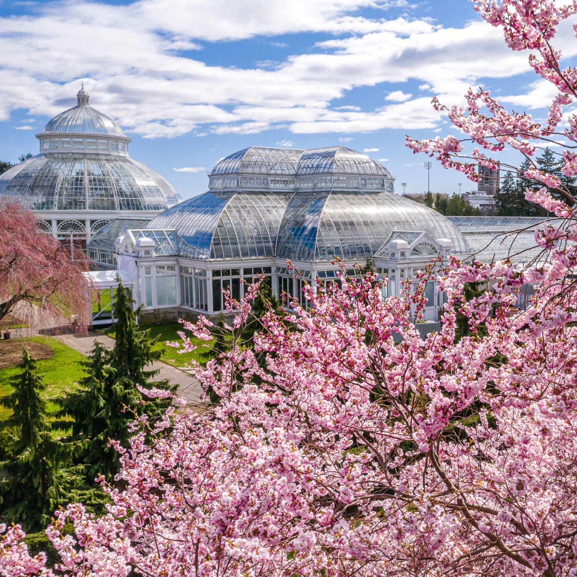 New York Botanical Garden Cherry Blossoms