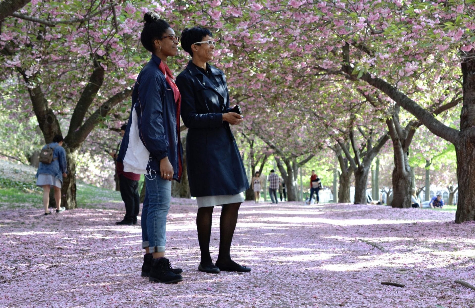 Cherry Blossoms at Brooklyn Botanic Garden
