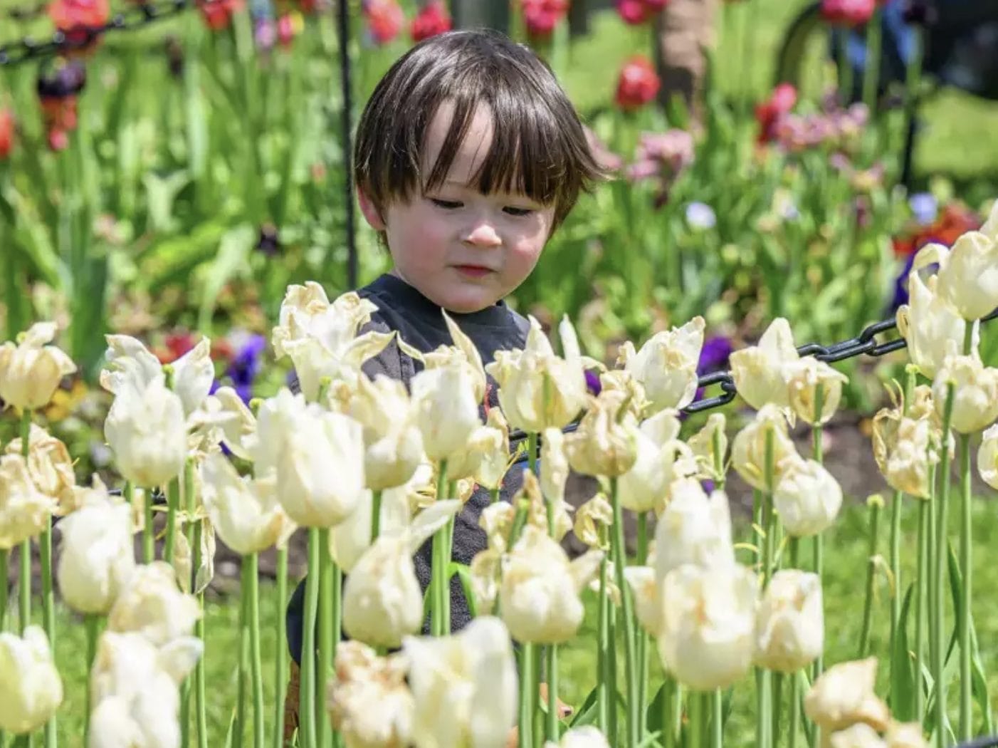 Tulip Festival