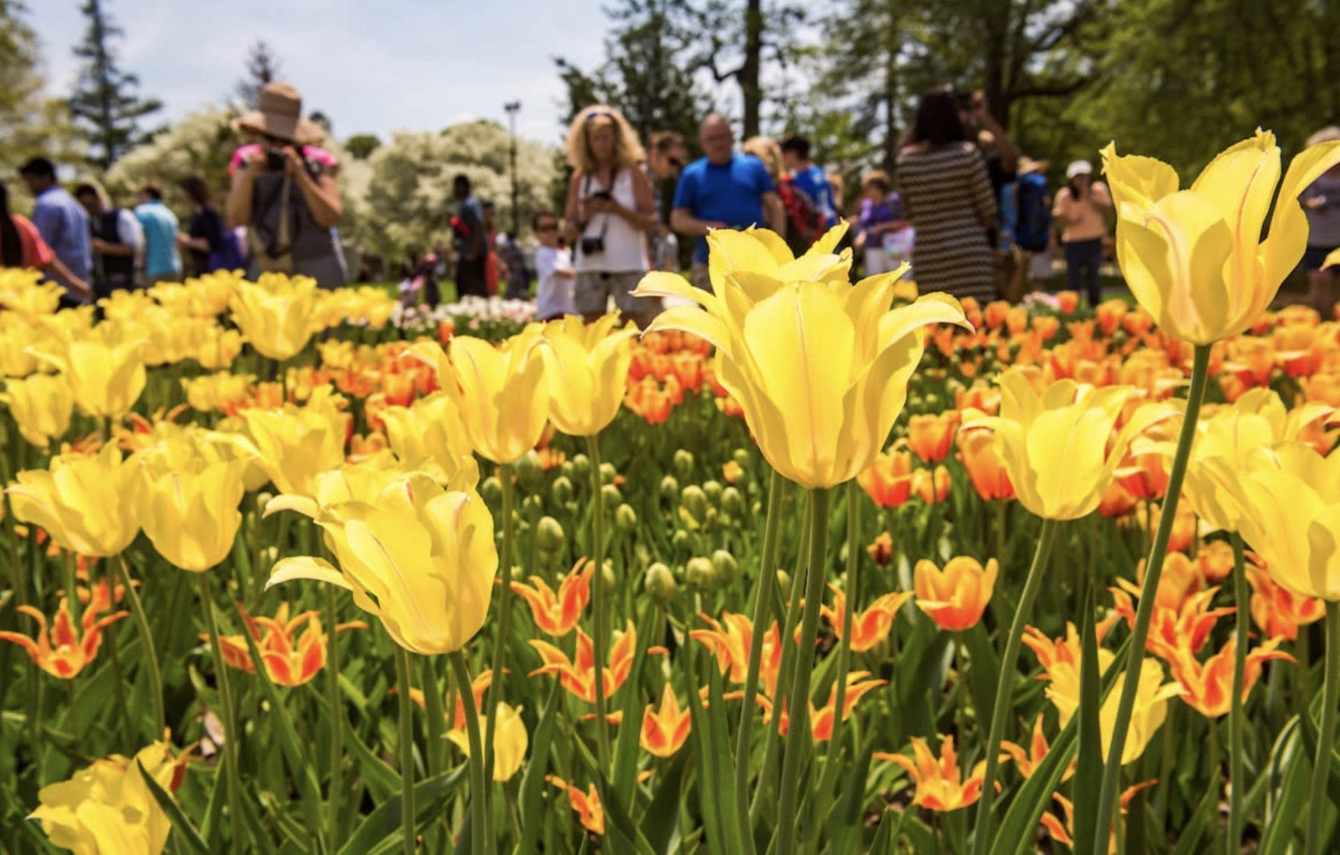 a Flower Festival